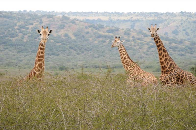 Private Guides Africa, Rwanda - Private Guided Safaris, Akagera National Park - Africa Private Tours Rwanda